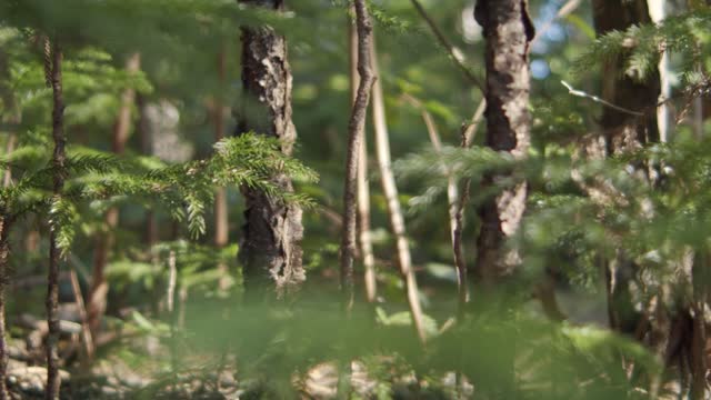 Evergreen Trees Growing Wild In A Forest