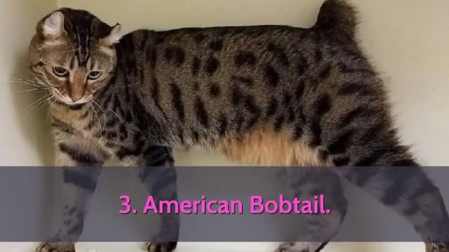 Learn Beautiful Cat Breeds with Names Starting with 'A'