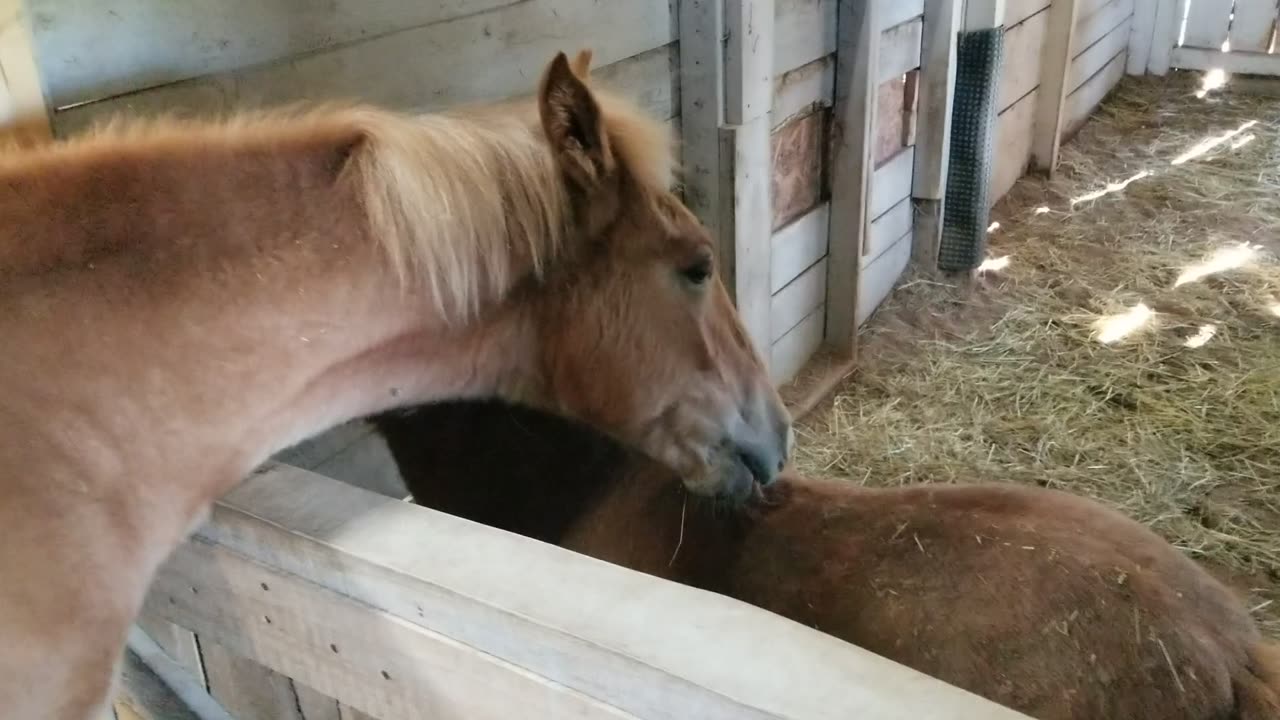 Little buddy Scarlett
