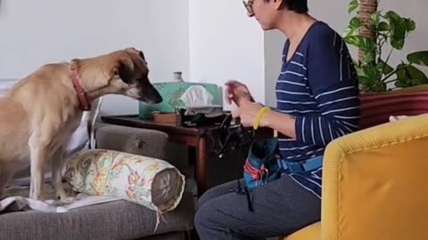 How To Train Your Dog|Dog's Teaching Skills