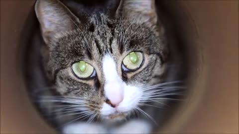 Big Cats in a Tight Tunnel