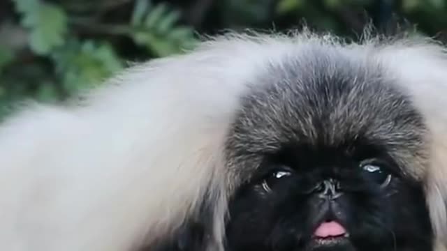 looks like a pekingese. I used to have one. So cute!! 😂