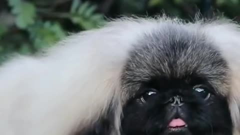 looks like a pekingese. I used to have one. So cute!! 😂