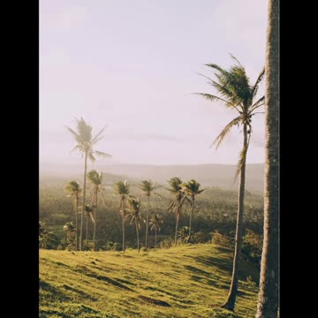 Feel this view of nature in which peaceful wind and beautiful peaceful song 🌿