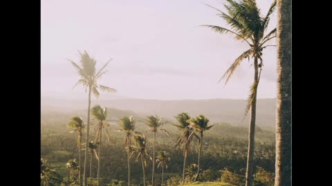 Feel this view of nature in which peaceful wind and beautiful peaceful song 🌿