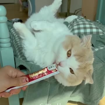 Animal Fundub and follow me please