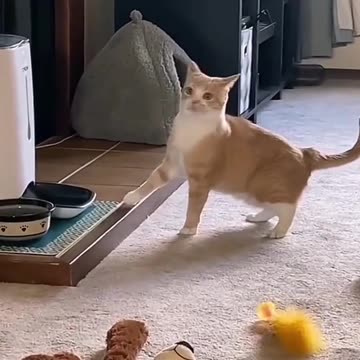 Funny cat videos 😂