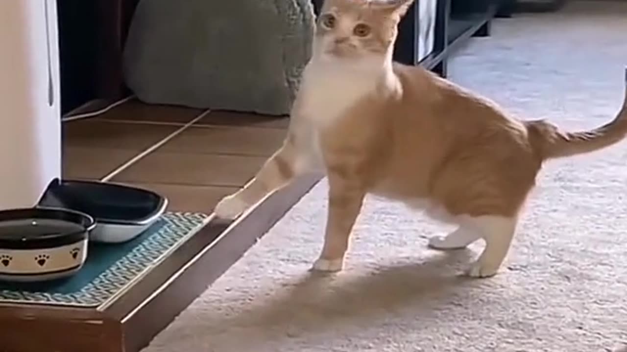 Funny cat videos 😂