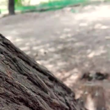 Wow baby hen funny moment _ funny chicks video __ coloured chicks (720P_HD)