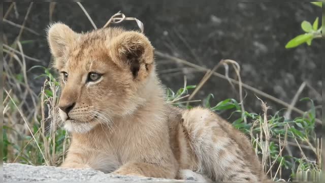 Cute Lion Cubs In Lion Pride Lion Pride Video