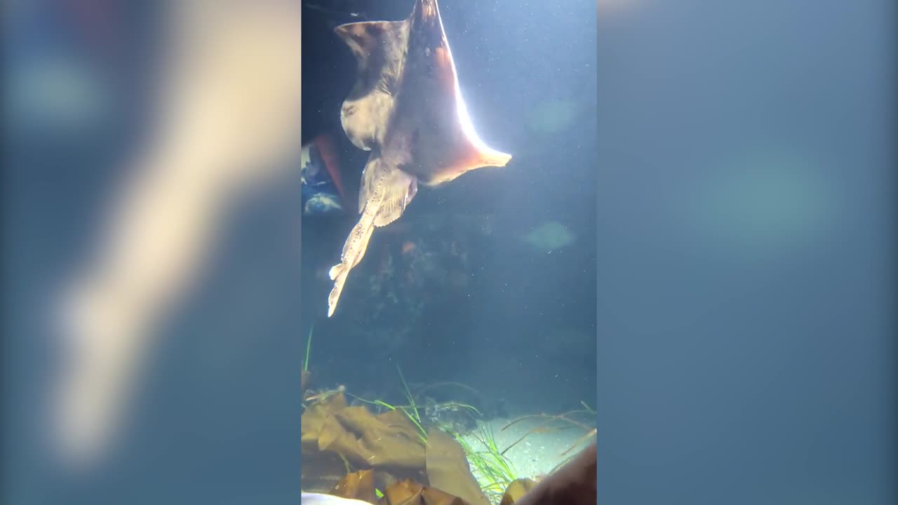 YOU'RE MARINE ME BLUSH: Big Skate Smiles At Cameraman At Canada's Largest Aquarium