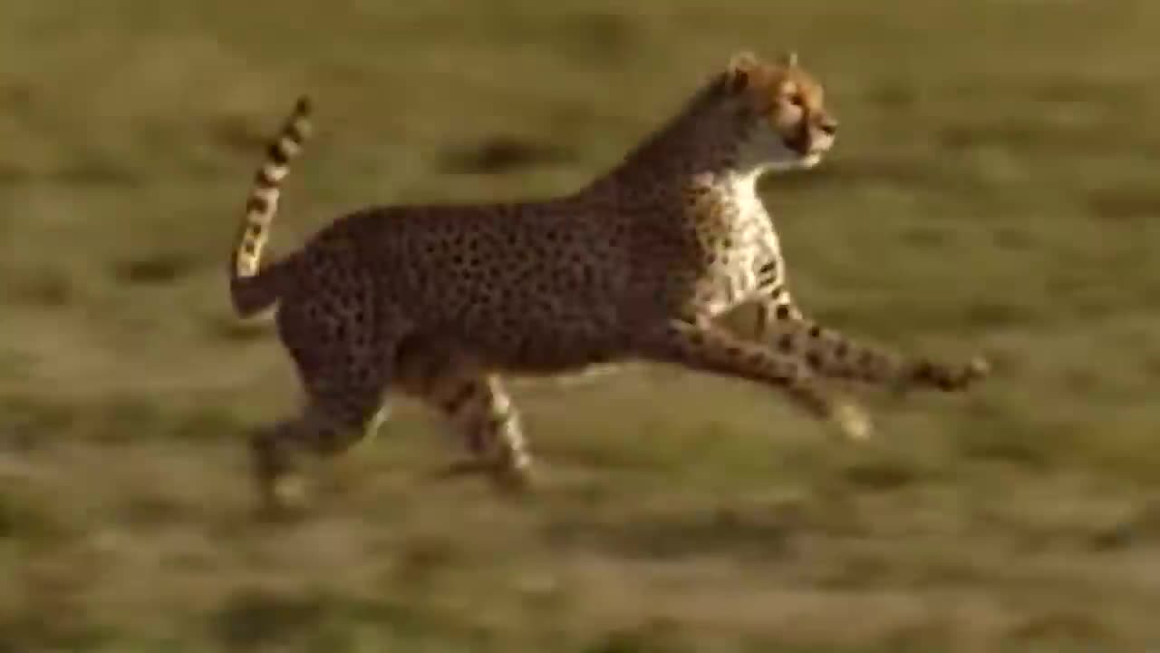 Take Down Cheetah