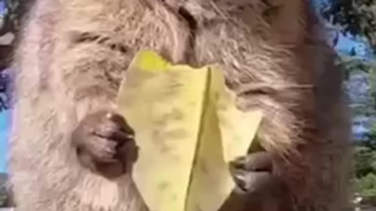 Best funny Animal video