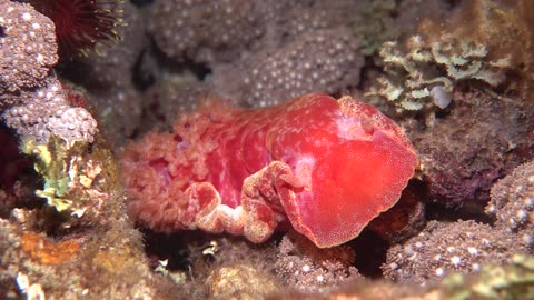 Night diving in the Philippines