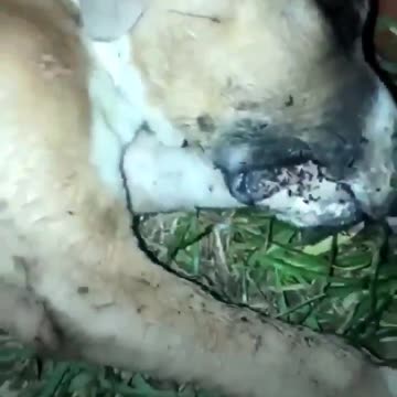 Some lady killed his dog all because he wouldn't have sex with her 🤦‍♂️😢