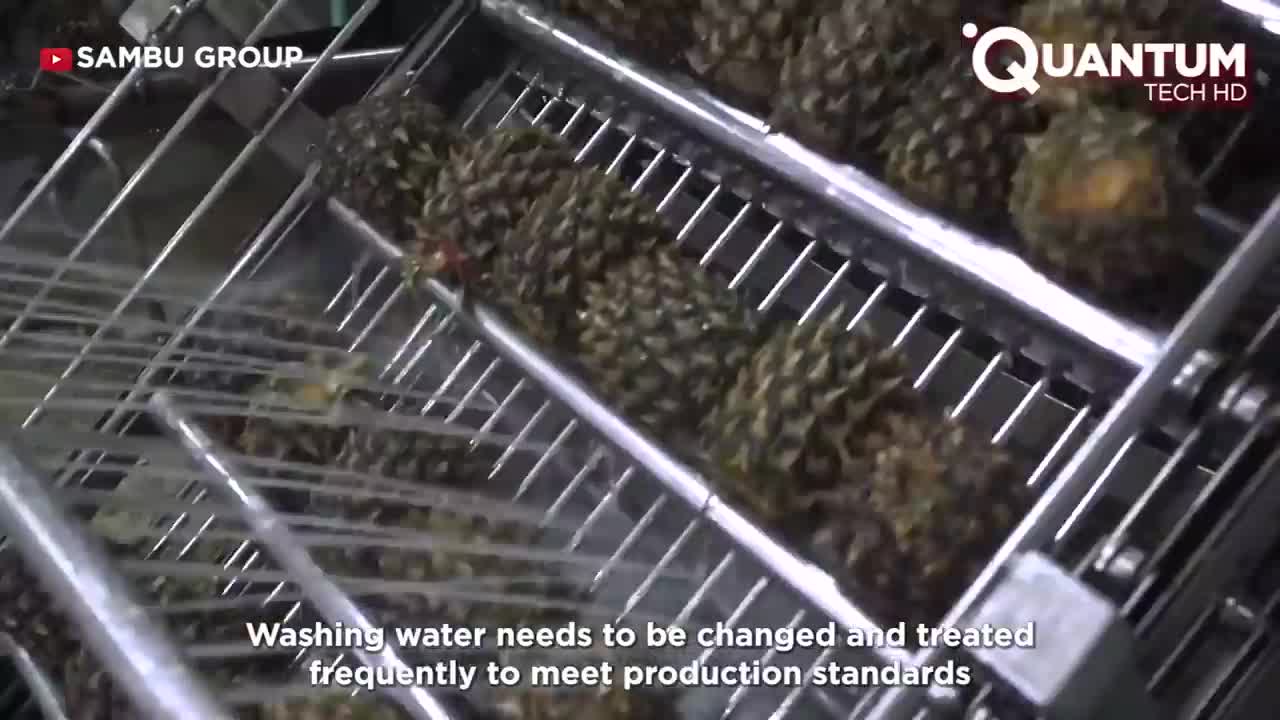 Harvesting the Most Delicious Pineapples in the World | Exotic Fruit Plantation