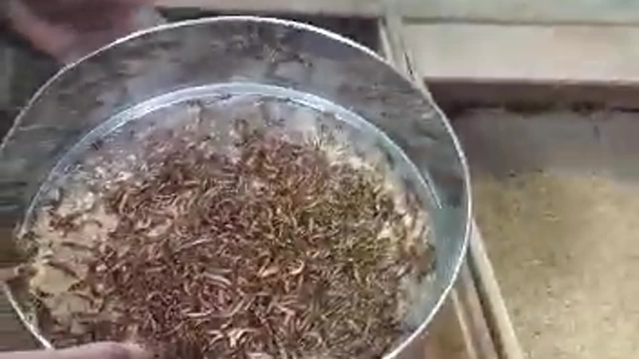 Penampilan super worm yang luar biasa