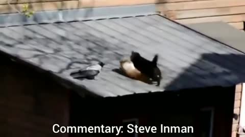 Bird refs a cat fight