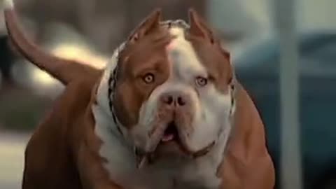 Beautiful dog 🐕