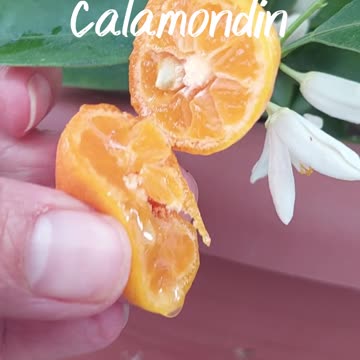 Calamondin : Calamansi : Organic Fruit : My favorite fruit : Home Gardening : Citrus
