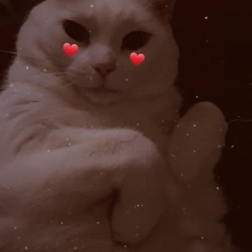 My cat is beautiful ♥️♥️