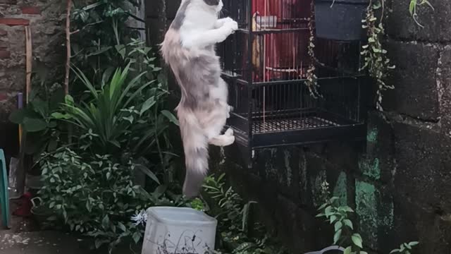 Cat hunting bird!!!