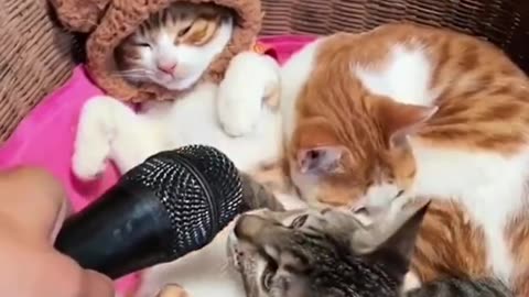 Funny & Cute Cats Compilation 😻