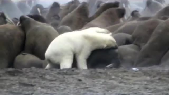 A herd of walruses being bullied by a polar bear Any help