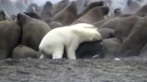 A herd of walruses being bullied by a polar bear Any help