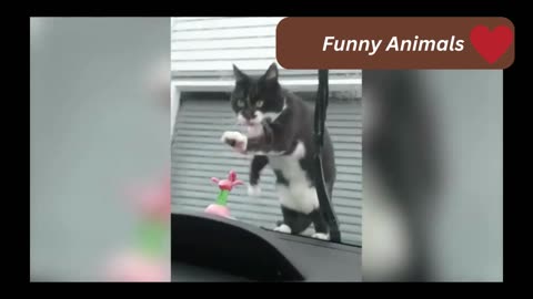 Funny Animals Love