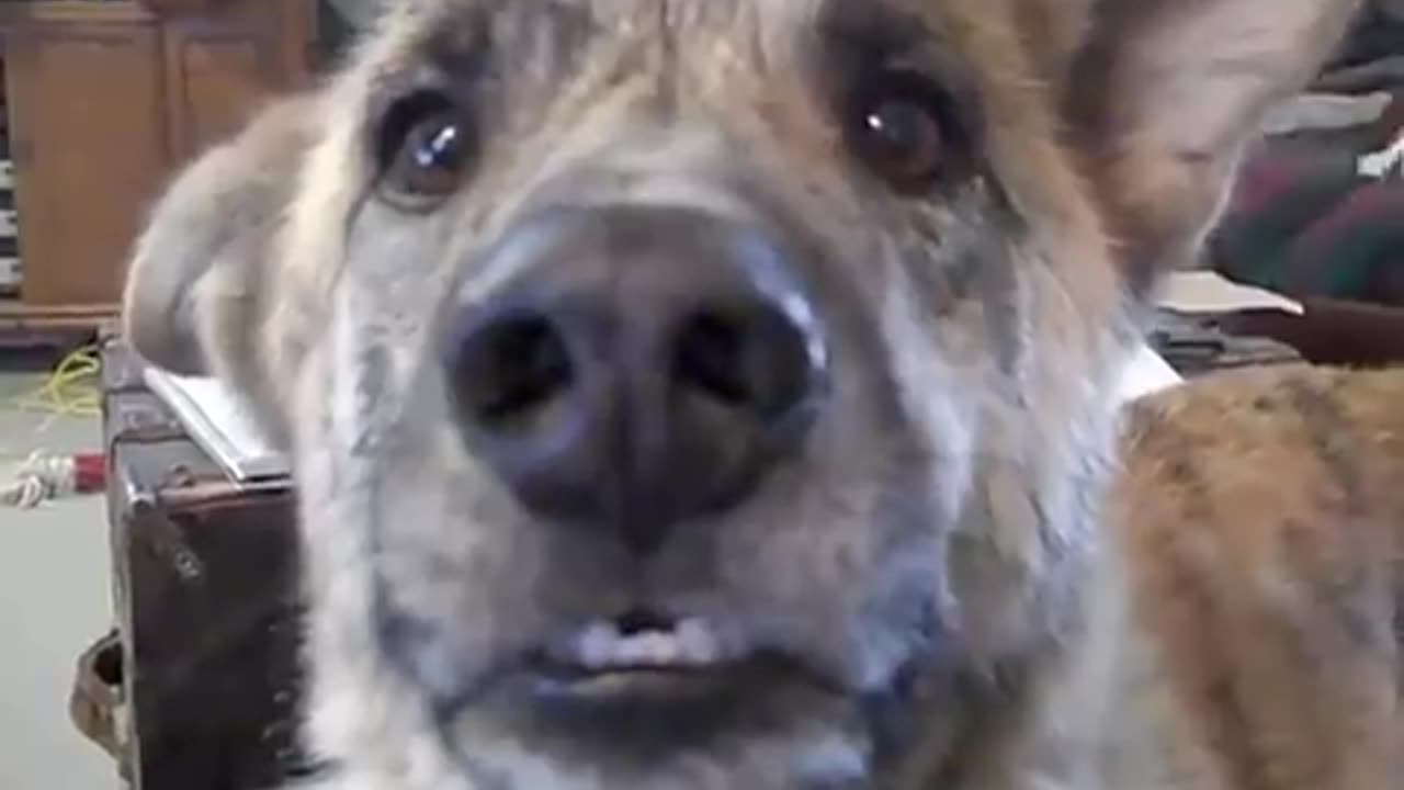 ultimate dog tease most viral video