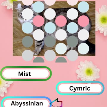 Purrfect Pets Quiz My Furry Friends Challenge 5