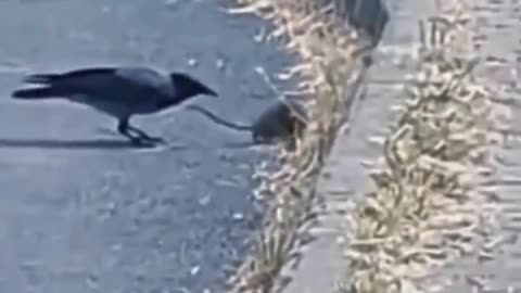 Funny animal shorts.