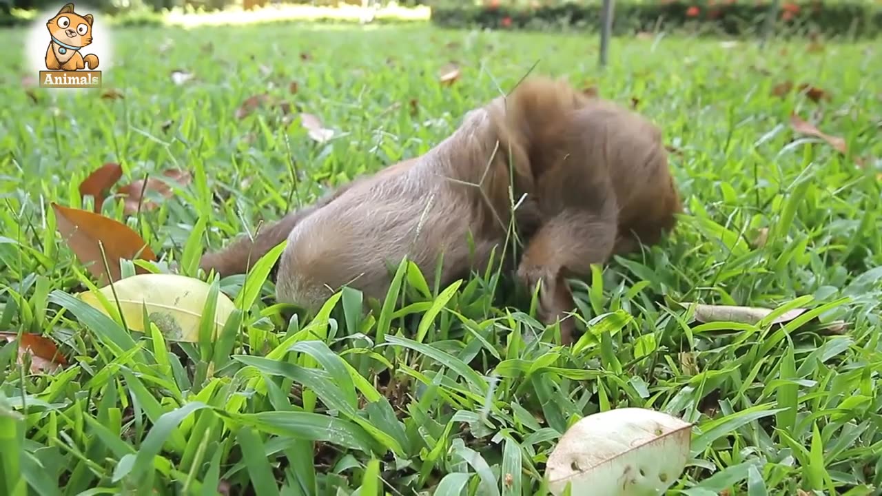 cute pets : hello, i am a cute Sloth 😜.