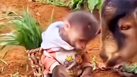 Cute Monkey ( Follow Me Watch Fun Video)