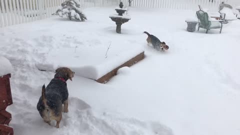 Beagles Frolicking in the Snow