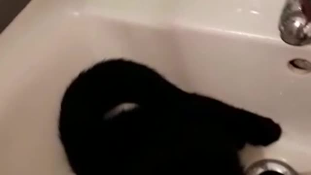 Cat in the sink