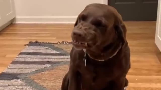 You Will Laugh In 10 Seconds 😂 - Top Funny Dog Videos of This Week