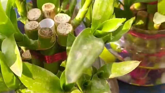 lucky bamboo plant #plants #garden