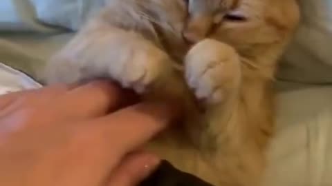 Funny cats