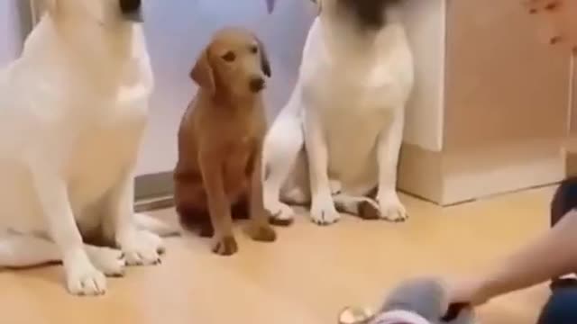 Funny Dogy