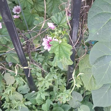 4 O'clock(flowers) :)