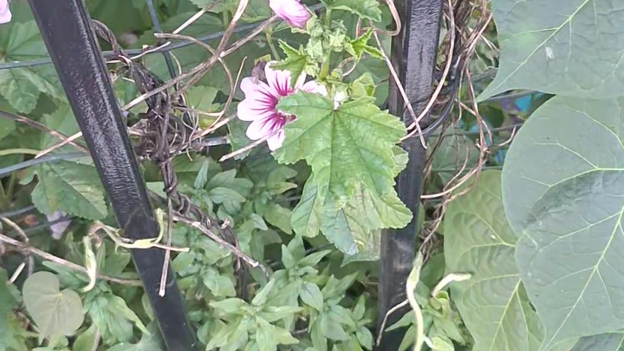 4 O'clock(flowers) :)