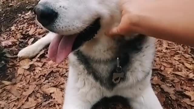 dialogue pets