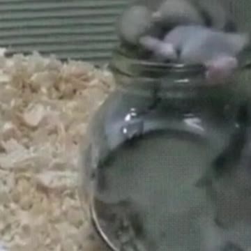funny hamsters, hamsters have fun