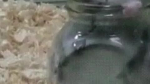 funny hamsters, hamsters have fun