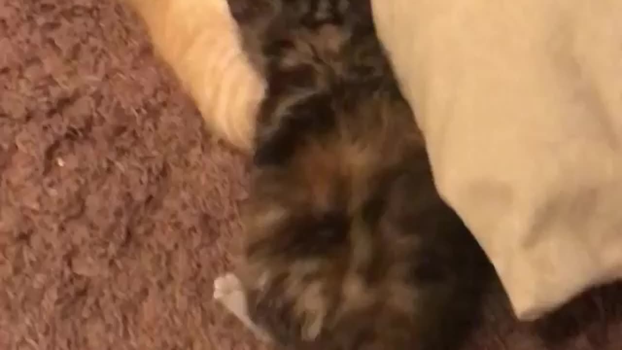 Kitten vs. Kitten