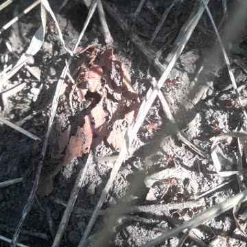 Anthill