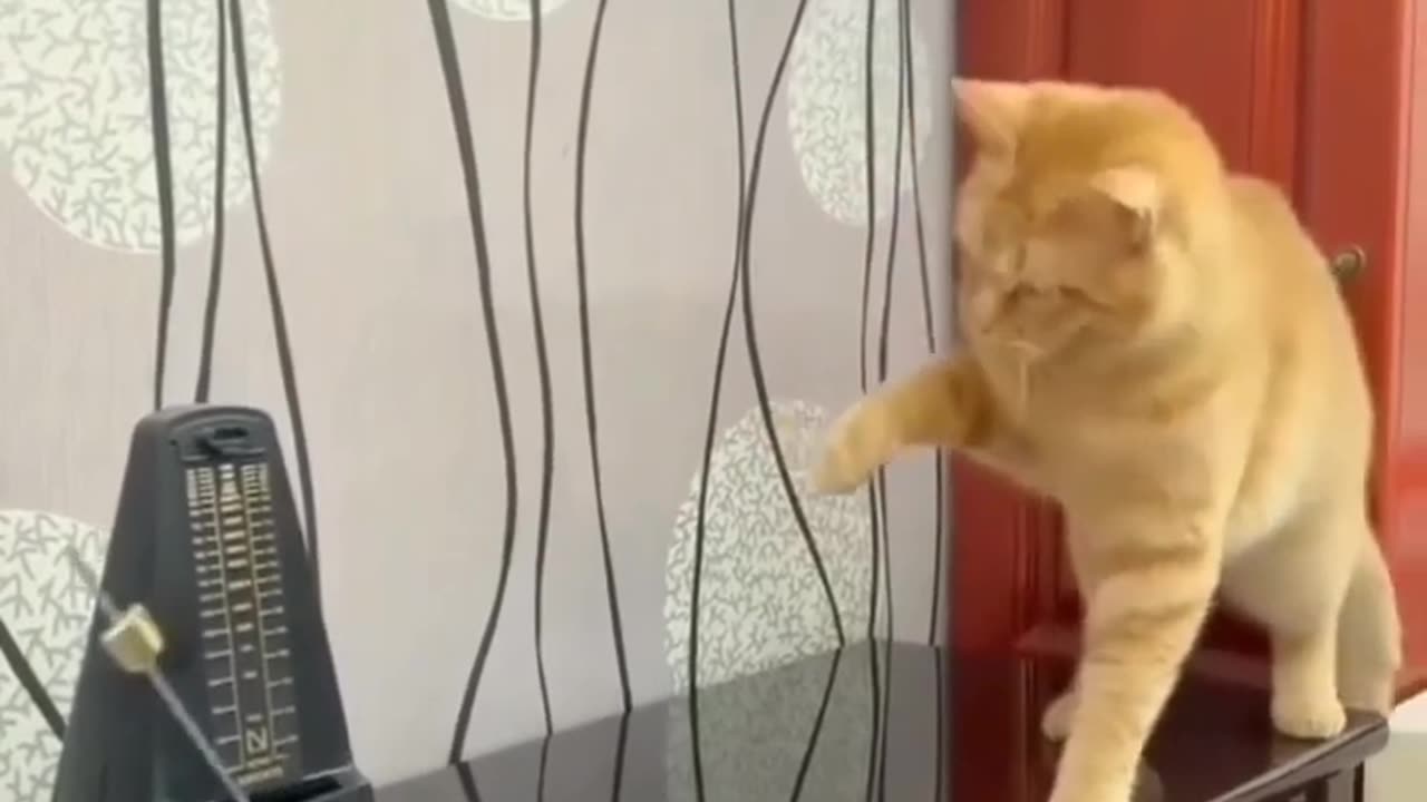 Funny cats clip #cat #funny #cats