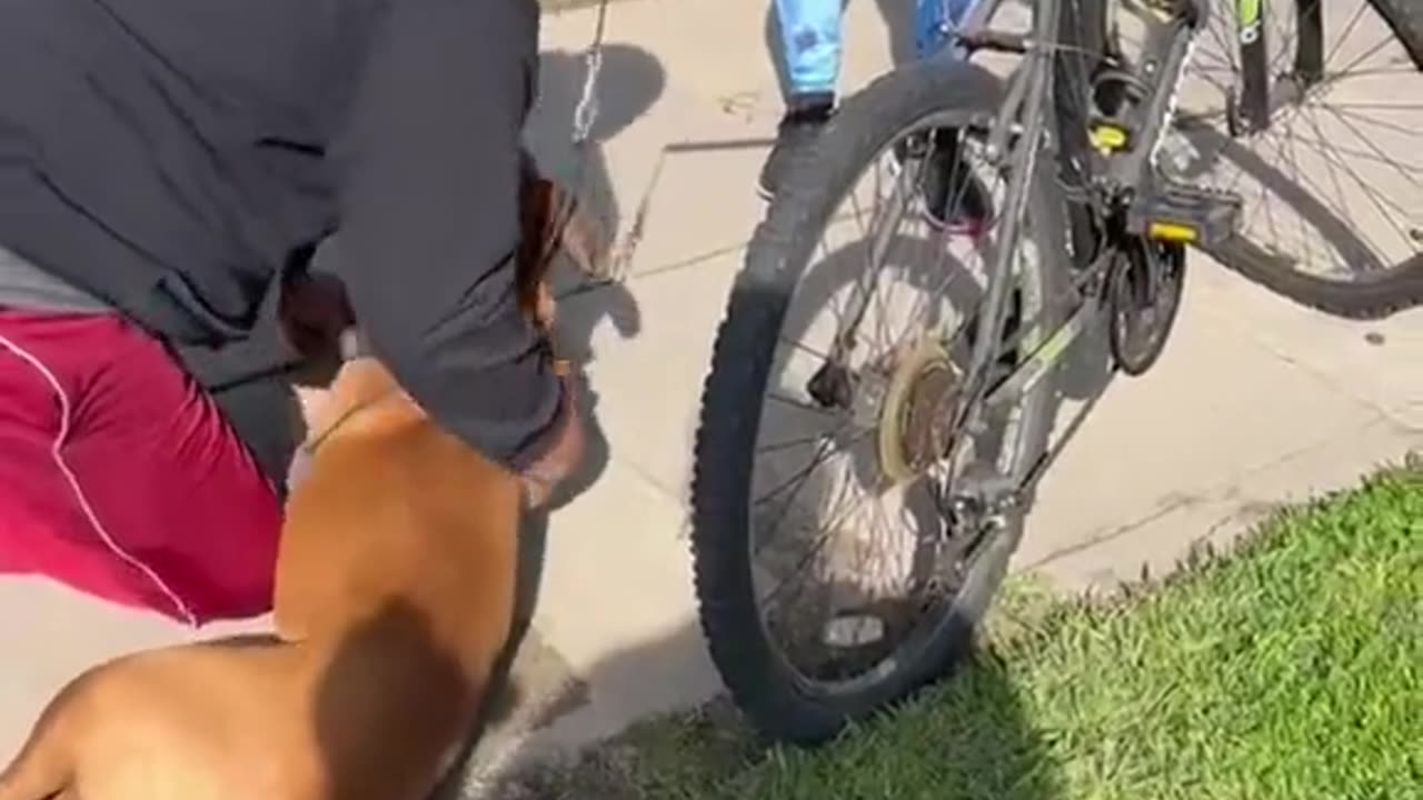 A man gives CPR to dog and saves the animals life… HERO 🎉🙏